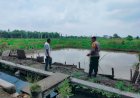 Implementasi-Asta-Cita-Presiden-Prabowo,-Budidaya-Ikan-Nila-di-Sukodono-Perkuat-Ketahanan-Pangan-Kabupaten-Sidoarjo