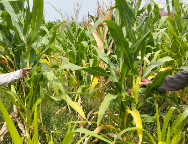 Polsek Tulangan Dukung Ketahanan Pangan, Tinjau Perkembangan Lahan Jagung di Desa Kajeksan