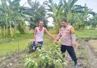 Dukung-Ketahanan-Pangan-Di-Jiken,-Tulangan-dengan-Tanaman-Sayur