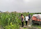 Bhabinkamtibmas-Desa-Gamping-Tinjau-Perkembangan-Tanaman-Jagung-dalam-Rangka-Dukung-Program-Ketahanan-Pangan-Nasional