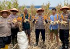 Wujudkan-Ketahanan-Pangan,-Polsek-Balongbendo-Panen-Jagung-di-Desa-Wonokupang