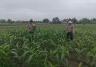 Kanit-Binmas-Polsek-Krembung-Rawat-Jagung-Hibrida-Dukung-Swasembada-Pangan
