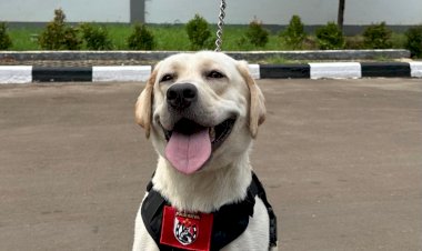 5-Anabul-Andalan-Pengungkap-Kejahatan,-dari-Kasus-Narkoba-Hingga-Lacak-DPO