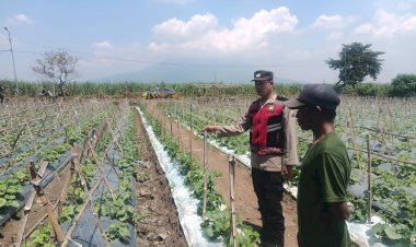 Bhabinkamtibmas-Desa-Kebakalan-Polsek-Porong-Dukung-Ketahanan-Pangan-Bersama-Petani-Melon