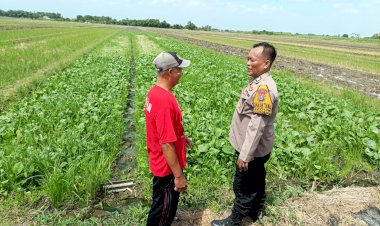 Suparno,-Petani-Seduri-Balongbendo-Optimalkan-Lahan-Tidur-untuk-Tanaman-Jagung-dan-Sawi