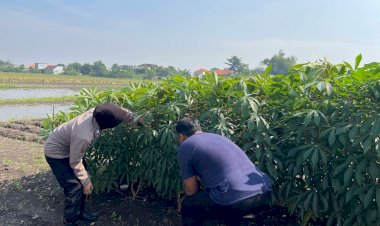Warga-Tanam-Singkong-Dapat-Perhatian-Khusus-dari-Polisi-Penggerak-Ketahanan-Pangan-di-Pulungan-Sedati